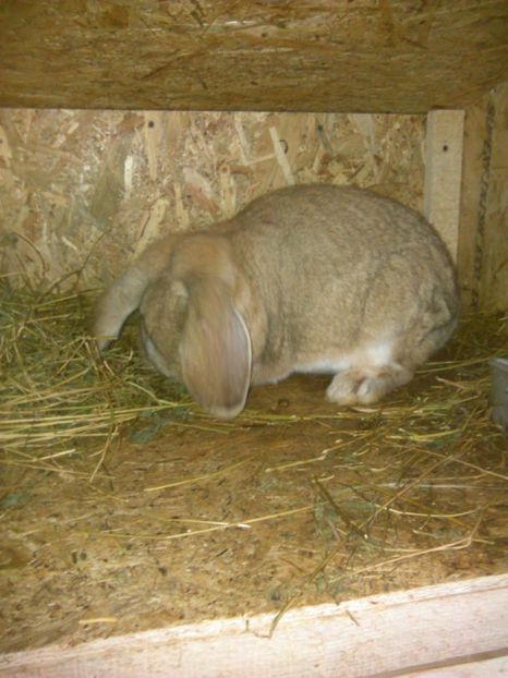 Femeluta Aprilie2018 - Iepuri berbec german 2019