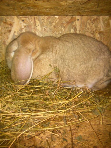  - Iepuri berbec german 2019