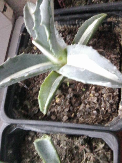 pierduta ...((( - Agave 2019