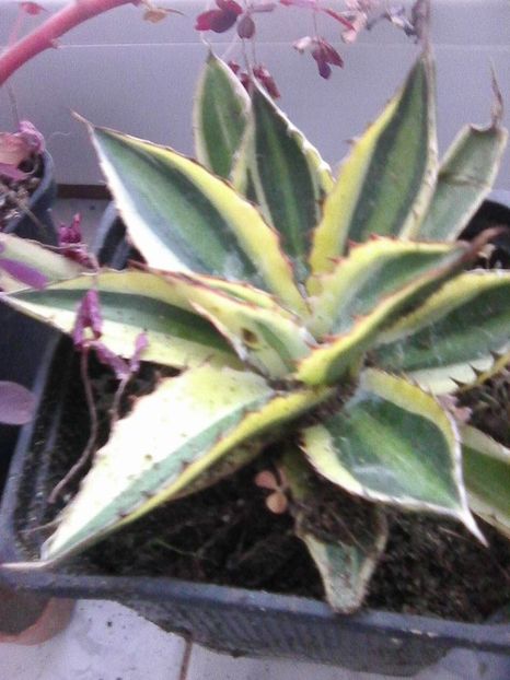 Photo0562 - Agave 2019