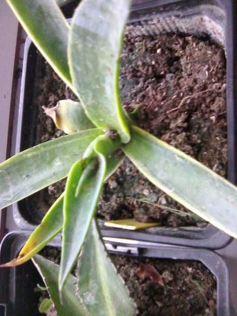 Photo0563 - Agave 2019