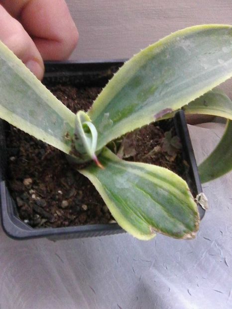 Photo0564 - Agave 2019