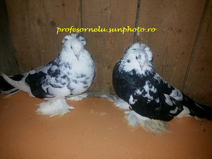 vânduți lui C.Gorgan(NT) - Porumbei VÂNDUȚI