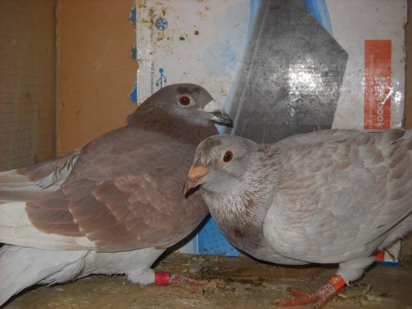  - UNDEVA IN SUCEAVA arhiva