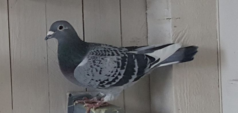 F Jan Aarden consangvina - porumbei - matca de vanzare!