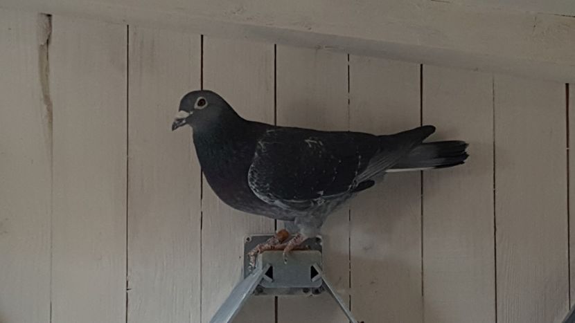 M -Vanroy - porumbei - matca de vanzare!