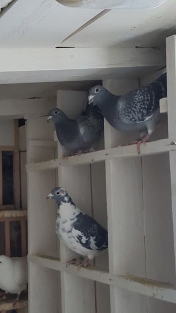 F - porumbei - matca de vanzare!