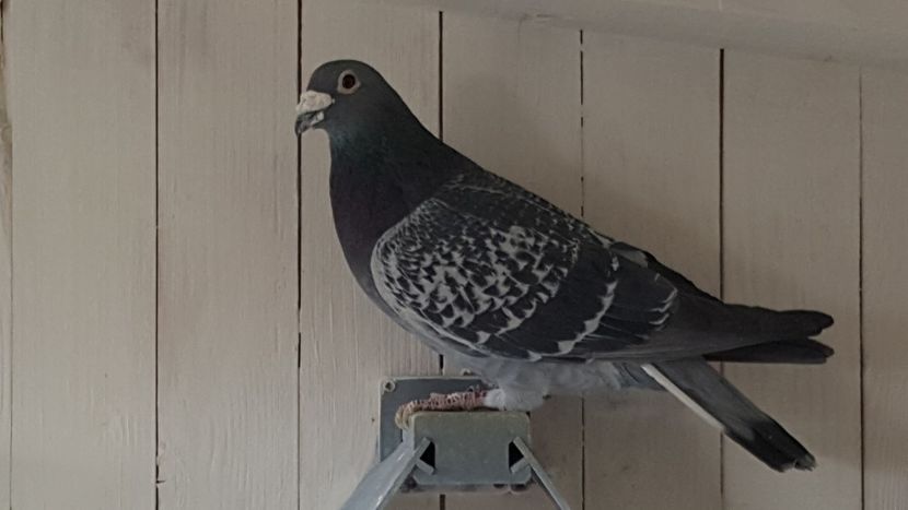 M-2011 Jan Aarden "Elisei " - porumbei - matca de vanzare!