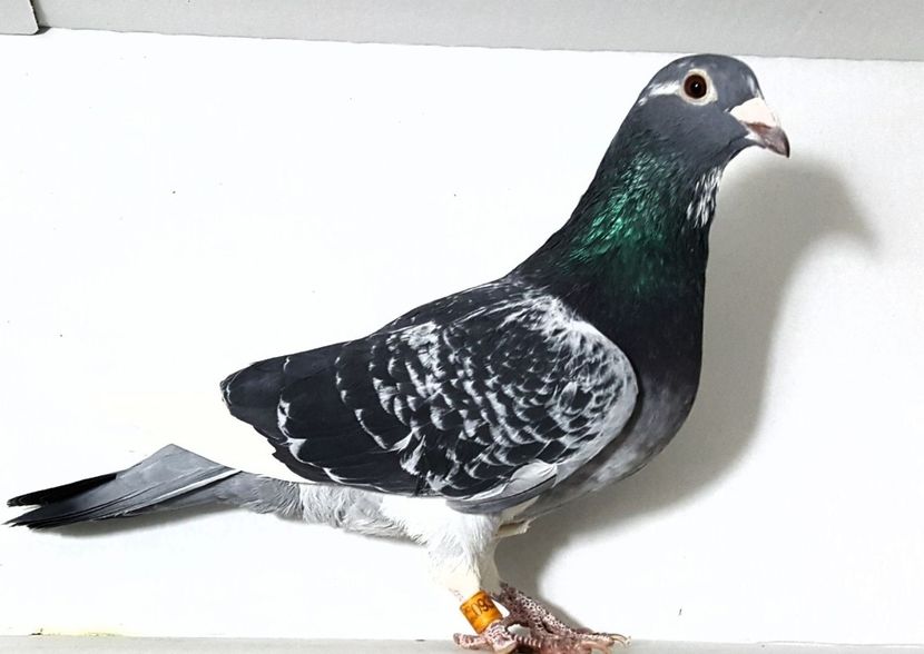 F Jan Aarden ultra consangvina "Abigail" - porumbei - matca de vanzare!