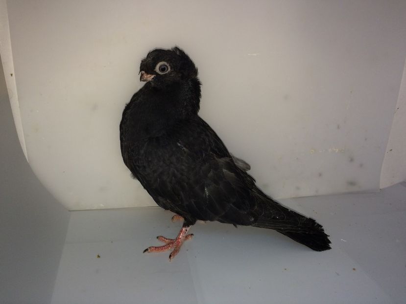 7174  mascul  2018_3 - pui 2018 BM