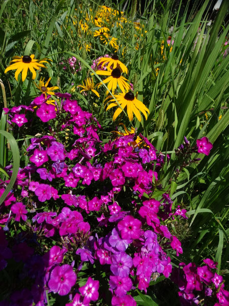 august - e-vara 2018