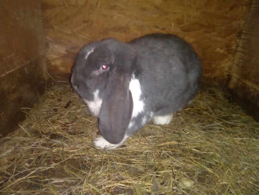  - ARHIVA IEPURI ce am avut câteva exemplare