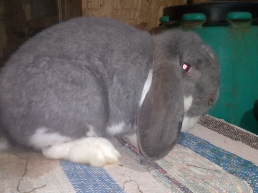  - ARHIVA IEPURI ce am avut câteva exemplare