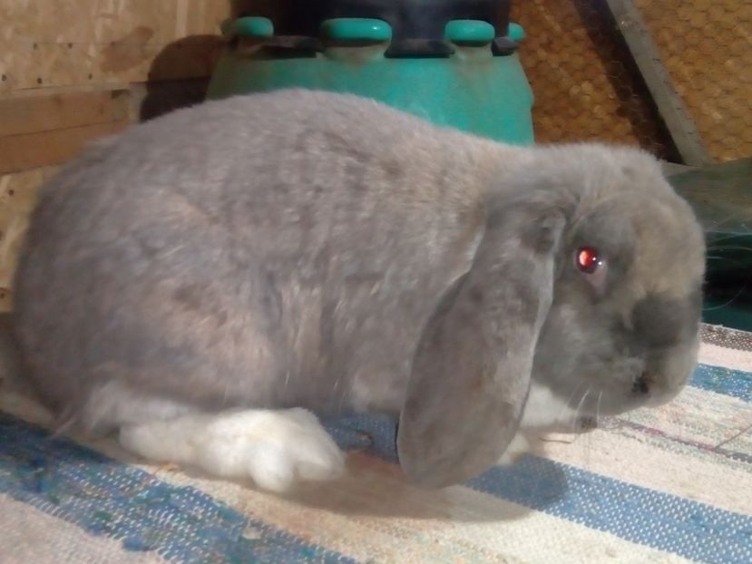  - ARHIVA IEPURI ce am avut câteva exemplare