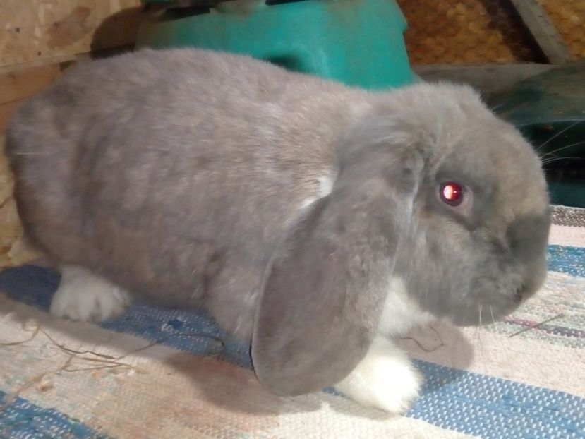  - ARHIVA IEPURI ce am avut câteva exemplare