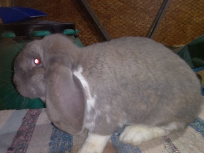  - ARHIVA IEPURI ce am avut câteva exemplare