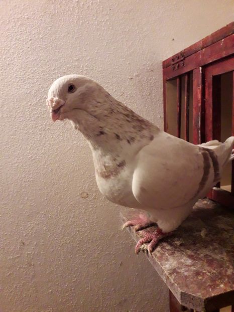 Vandut - Câțiva dintre porumbeii mei