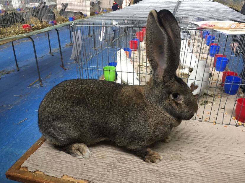 1an-8,8kg - FIICELE CAMPIOANEI MELE