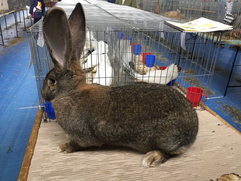 97p Comarnic 2019...RO8-1850 - FIICELE CAMPIOANEI MELE