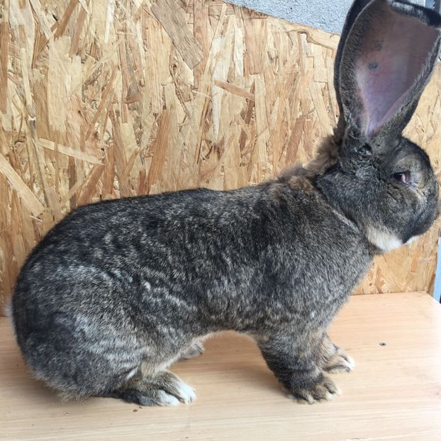 9,6Kg - FIUL CAMPIOANEI MELE