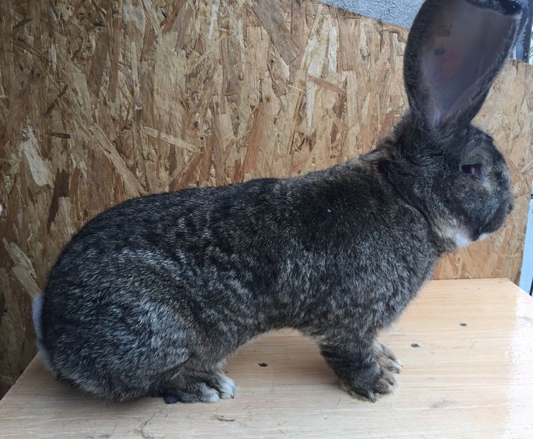 9,7kg - FIUL CAMPIOANEI MELE