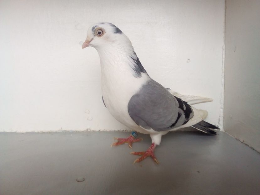  - PORUMBEI CARE MI AU APARTINUT