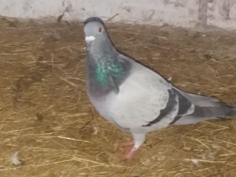  - 2019