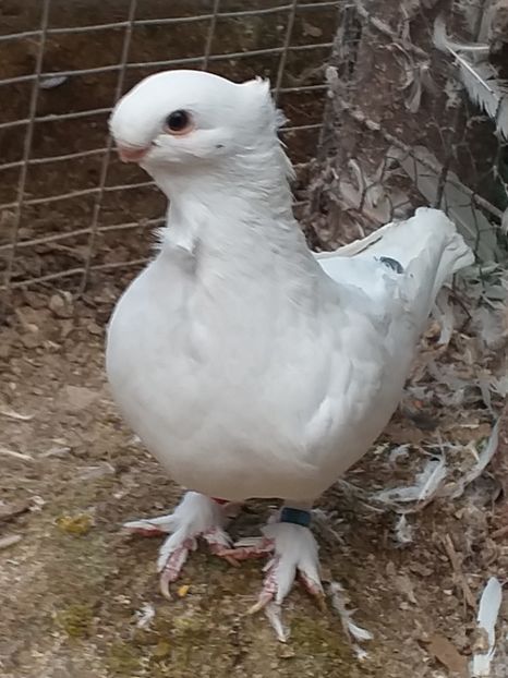  - DE VANZARE-FOR SALE