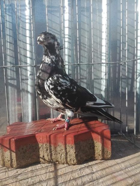 received_629077894215645 - De vanzare !!