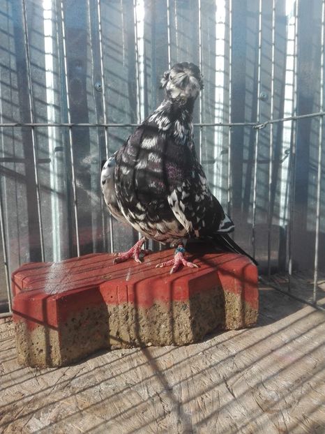 received_2191391210898820 - De vanzare !!