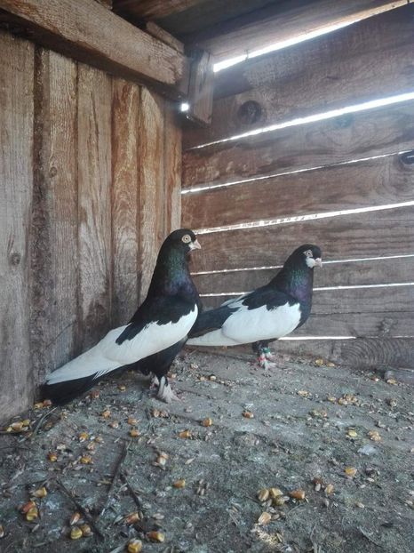 received_302984467240451 - Baltati Romanesti