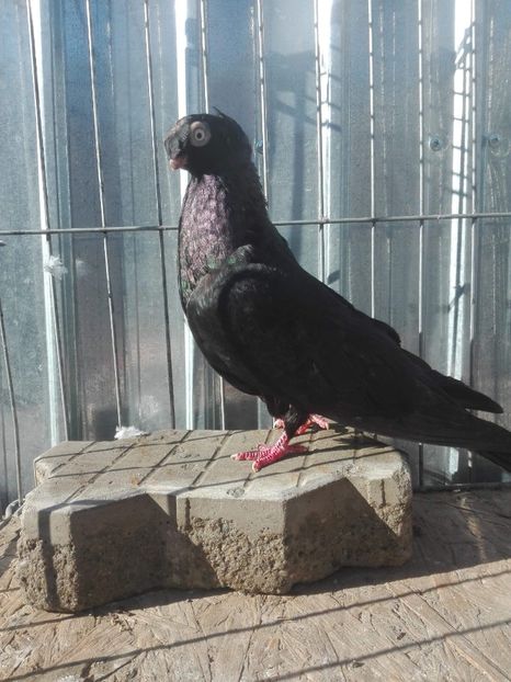 received_238768643693242 - De vanzare !!