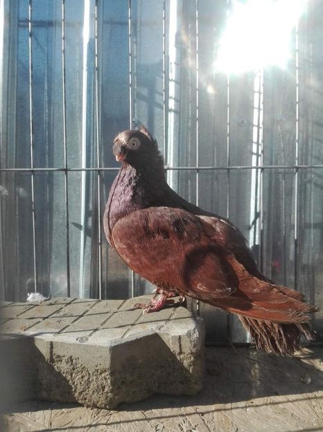 received_238527940366754 - Fete Rosii dublumotate de Vanzare