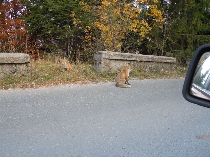 COTA 1400 SINAIA 14 OCT 2018 (52) - SINAIA 2018
