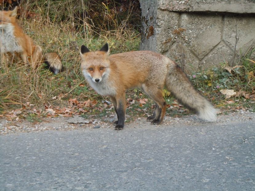 COTA 1400 SINAIA 14 OCT 2018 (55) - SINAIA 2018