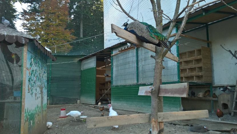 MANASTIREA CARAIMAN 14 OCT 2018 (11) - SINAIA 2018