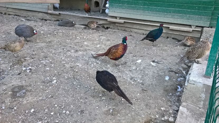 MANASTIREA CARAIMAN 14 OCT 2018 (12) - SINAIA 2018
