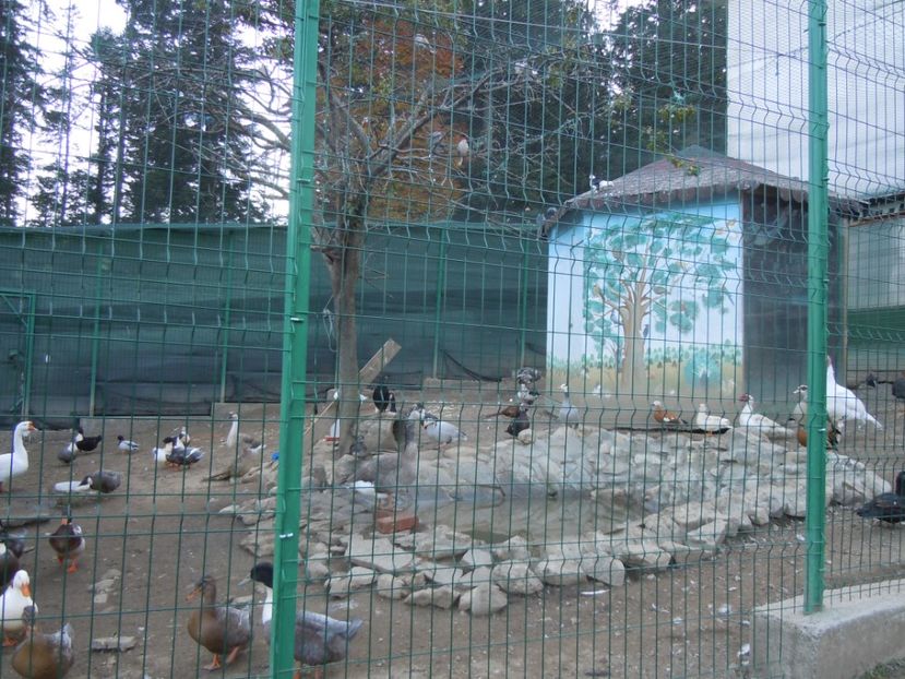 MANASTIREA CARAIMAN BUSTENI 14 OCT 2018 (38) - SINAIA 2018