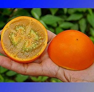 copiata - Z SEMINTE - NARANJILLA - LULO - Solanum quitoense - D