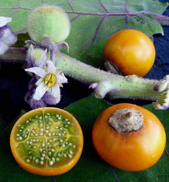 copiata - Z SEMINTE - NARANJILLA - LULO - Solanum quitoense - D