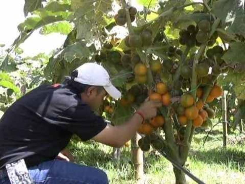 copiata - Z SEMINTE - NARANJILLA - LULO - Solanum quitoense - D