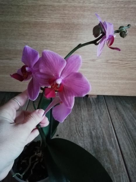 Nr.3-1.02 - orhidee 2019