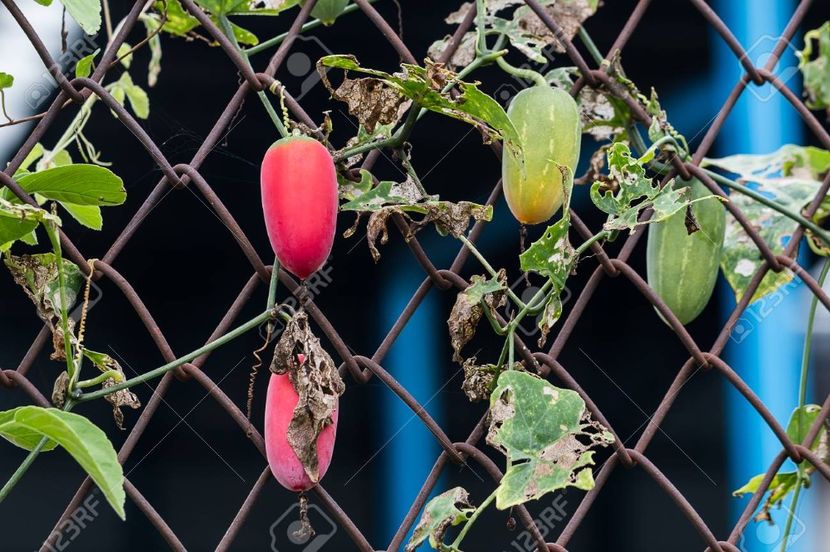 copiata - Z SEMINTE CASTRAVETI - TINDOLA - COCCINIA GRANDIS - D