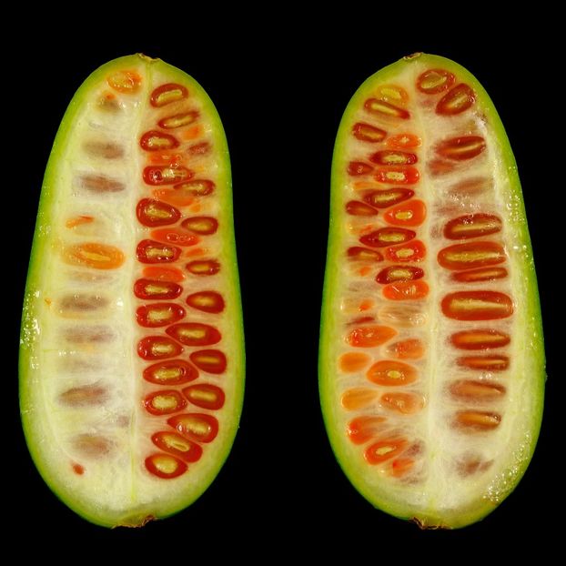 copiata - Z SEMINTE CASTRAVETI - TINDOLA - COCCINIA GRANDIS - D
