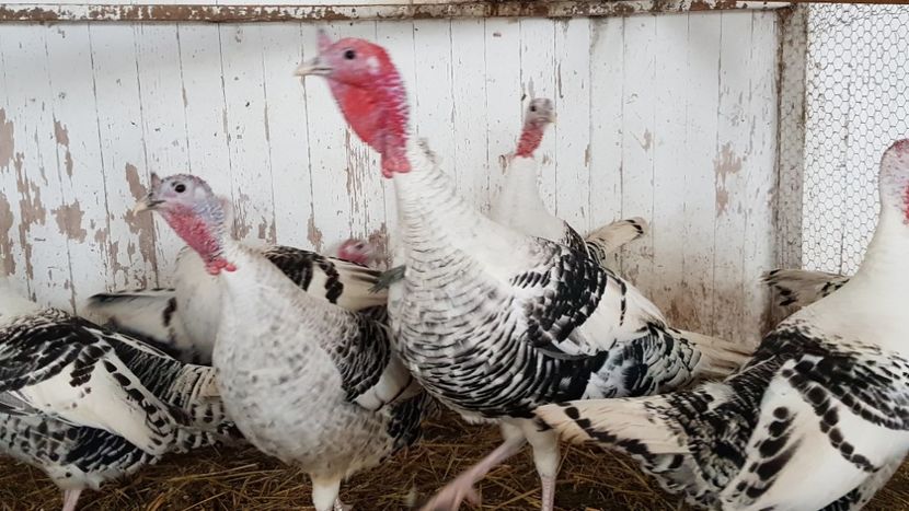  - Matca curci Crollwitzer 2019
