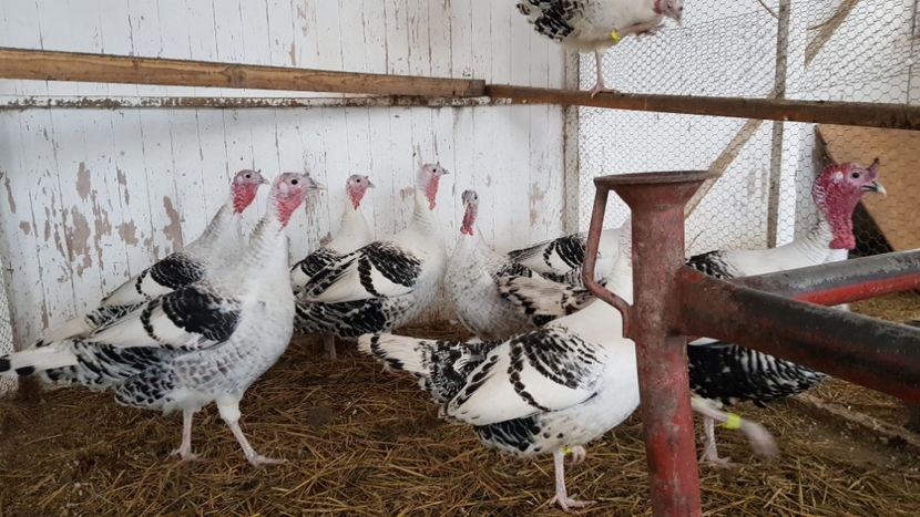  - Matca curci Crollwitzer 2019