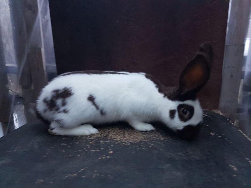 Femela - Fluture havana de vanzare