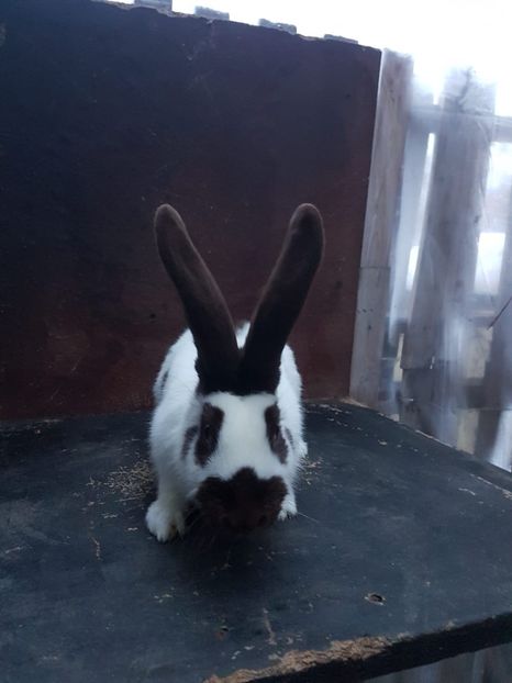 IMG-20190128-WA0002 - Fluture havana de vanzare