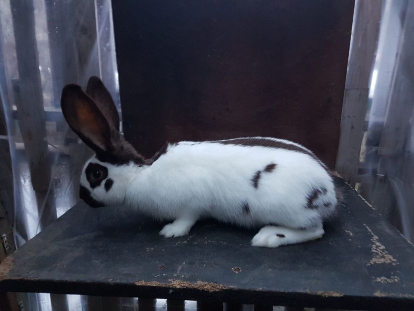 Mascul - Fluture havana de vanzare