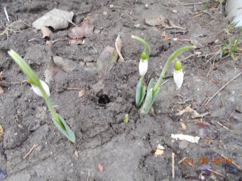 primii ghiocei - 2Iarna 2019